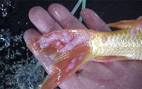 penyakit bintik putih ikan tilapia