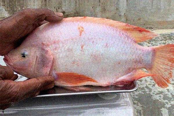 ikan tilapia merah