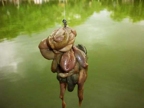 ikan tilapia perut ayam