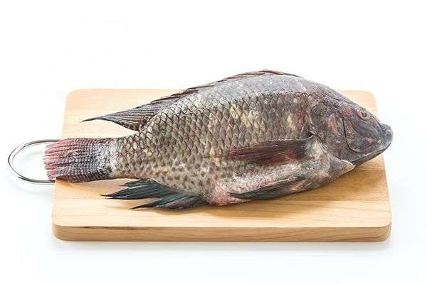 ikan tilapia hitam