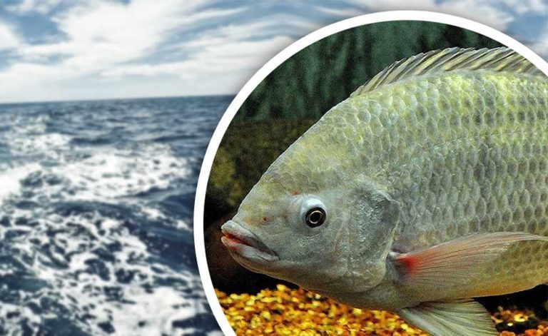 Punca Ikan Talapia Mati Dan Cara Untuk Mengatasi