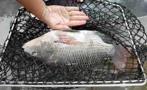 ikan tilapia hitam