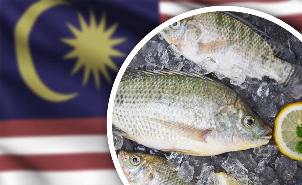 pasaran ikan tilapia di malaysia 1