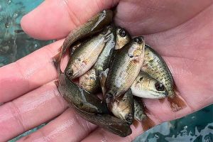pembenihan ikan tilapia
