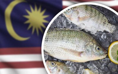 Pasaran Ikan Tilapia Di Malaysia