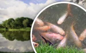 jenis ikan tilapia di malaysia